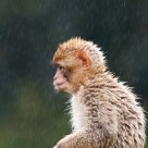 a little Rain